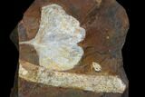 Fossil Ginkgo Leaf From North Dakota - Paleocene #136084-1